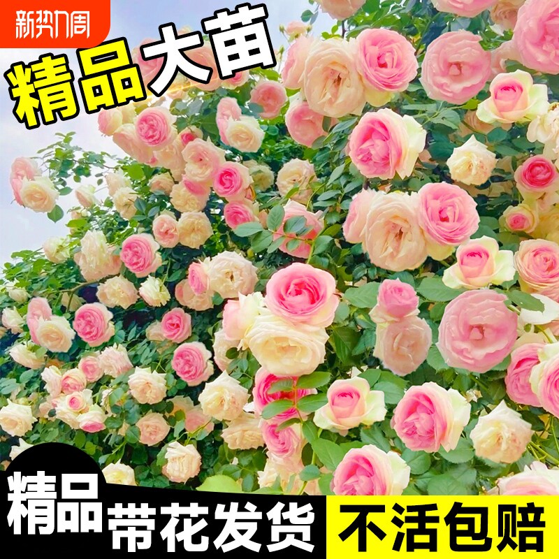 蔷薇花苗爬藤四季藤本月季花粉龙沙宝石开花大花浓香耐寒植物玫瑰