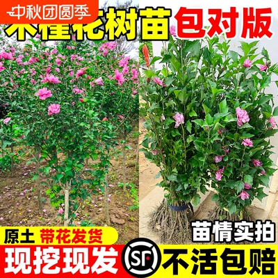 木槿花树苗可食用重瓣大苗室外庭院地栽阳台盆栽耐寒开花种植带花