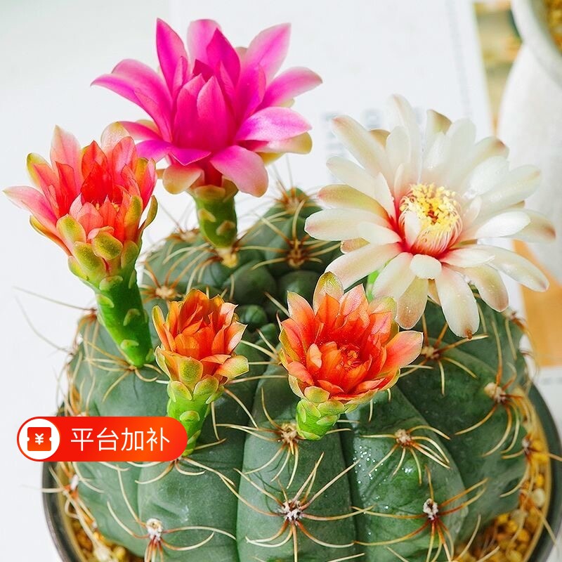 绯花玉仙人球盆栽开花好活净化空气除甲醛桌摆办公室花卉绿植客厅