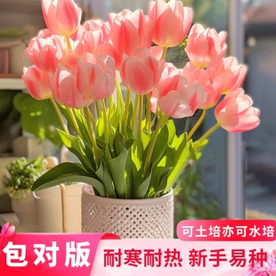 郁金香种球盆栽可土培水培庭院阳台耐热耐寒花卉绿植室内室外地载