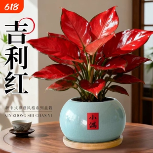吉利红盆栽如意皇后室内办公室桌面绿植摆件适合养的花卉客厅阳台