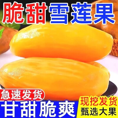 云南天山雪莲果当季新鲜水果现挖脆甜红心黄心雪连果水果5斤9斤