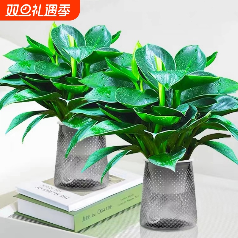 金钻水培盆栽大叶好养植物室内绿植桌面天堂鸟绿公主绿萝吸除甲醛