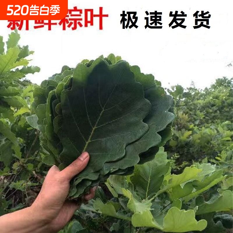 干粽叶粽叶野生大槲叶新鲜包粽子胡叶玻璃桲椤叶菠萝叶饼现摘食用
