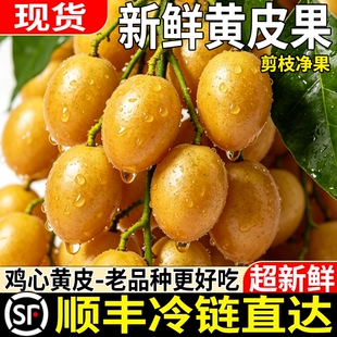 【顺丰到家】广东郁南黄皮果鸡心黄皮现摘金弹子孕妇水果一整箱果