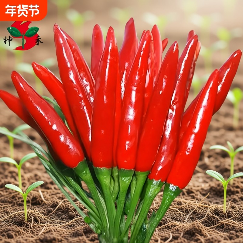 朝天椒辣椒种子神禾原种种籽辣小米椒天鹰椒春季四季蔬菜种孑菜籽
