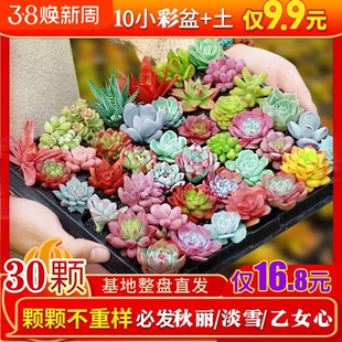 精品多肉植物绿植组合盆栽花卉家居装饰迷你摆件组合人造盆栽盆景