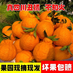 四川正宗丑橘不知火当季新鲜水果丑八怪桔子孕妇大果橘子非耙耙柑