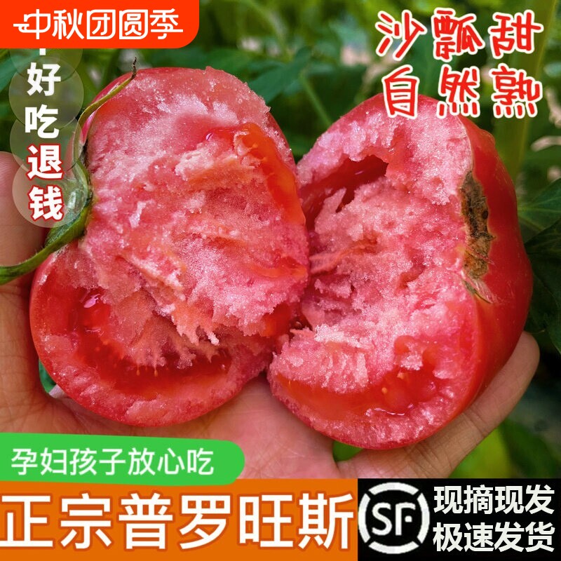 陕西泾阳普罗旺斯西红柿孕妇水果当季自然熟新鲜生吃番茄蔬菜一颗