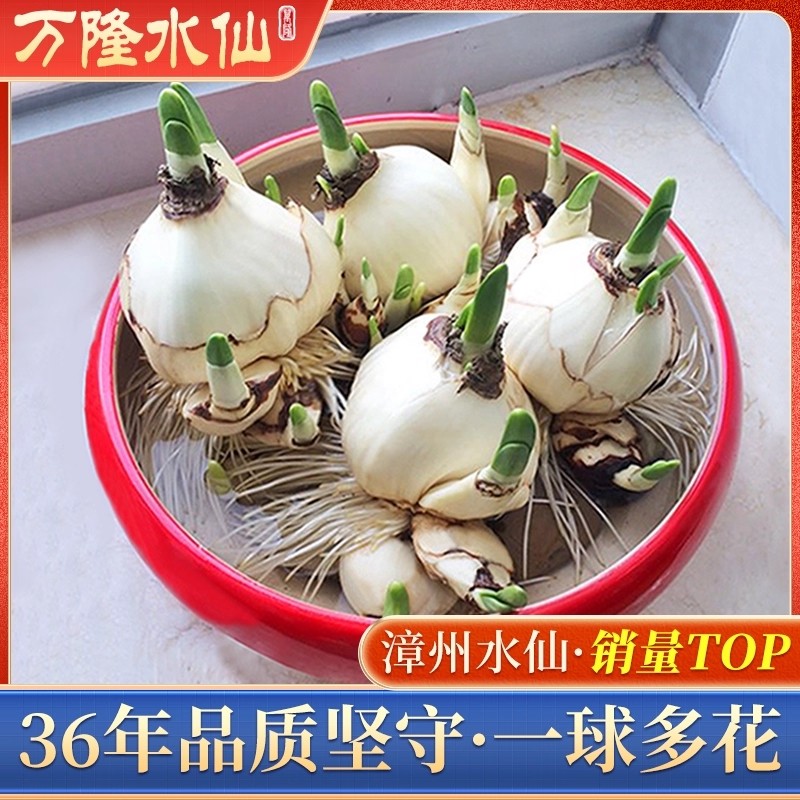 漳州重瓣水仙花种球水养盆栽冬季开花卉植物室内种子绿植水培好养