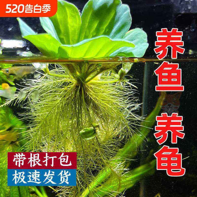 芙蓉莲水芙蓉水培水生植物大藻水莲水草浮萍净化水质鱼虾龟缸造景