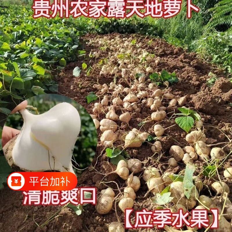 贵州地瓜凉薯农家现挖地萝卜皮薄多汁鲜嫩可生吃孕妇沙葛易煮白心