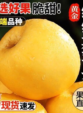 正宗山东烟台维纳斯黄金苹果