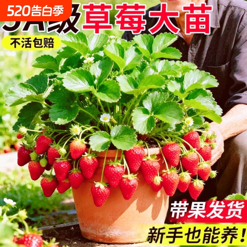 草莓苗盆栽秧苗丹东99新苗秧四季脱毒种苗大室内带花奶油小苗庭院