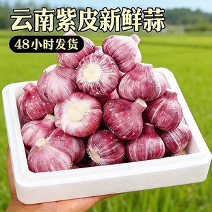 当季 鲜蒜河南新鲜紫皮大蒜多瓣现挖糖醋腌蒜现货批发 现挖鲜蒜