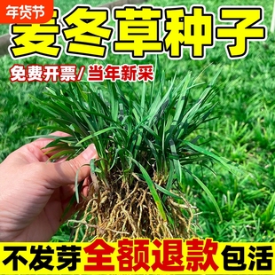 麦冬草苗玉龙草籽日本矮麦冬草种籽细叶麦冬草四季青庭院绿化种子
