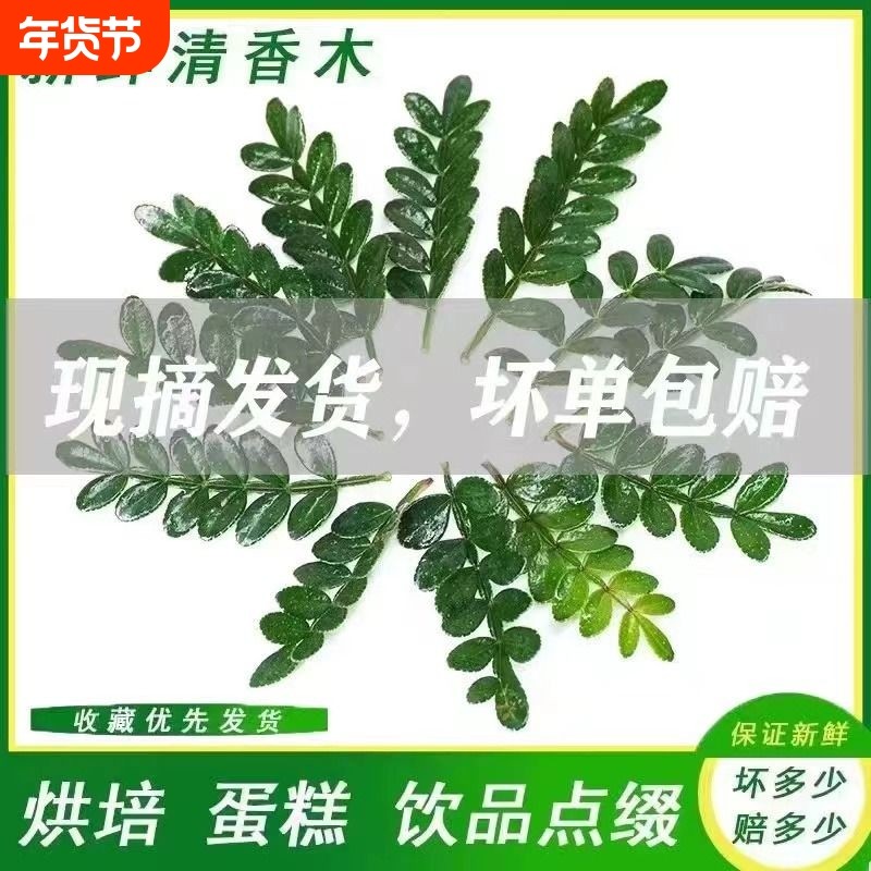 清香木叶子蛋糕装饰新鲜西餐烘焙植物装饰摆盘点缀甜品胡椒木盆栽,鲜花速递/花卉仿真/绿植园艺,绿植,淘宝优惠券,粉丝福利购,淘宝优惠卷