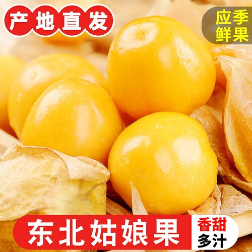正宗东北姑娘果当季新鲜水果现摘灯笼果薄皮产地直发整箱菇娘应季