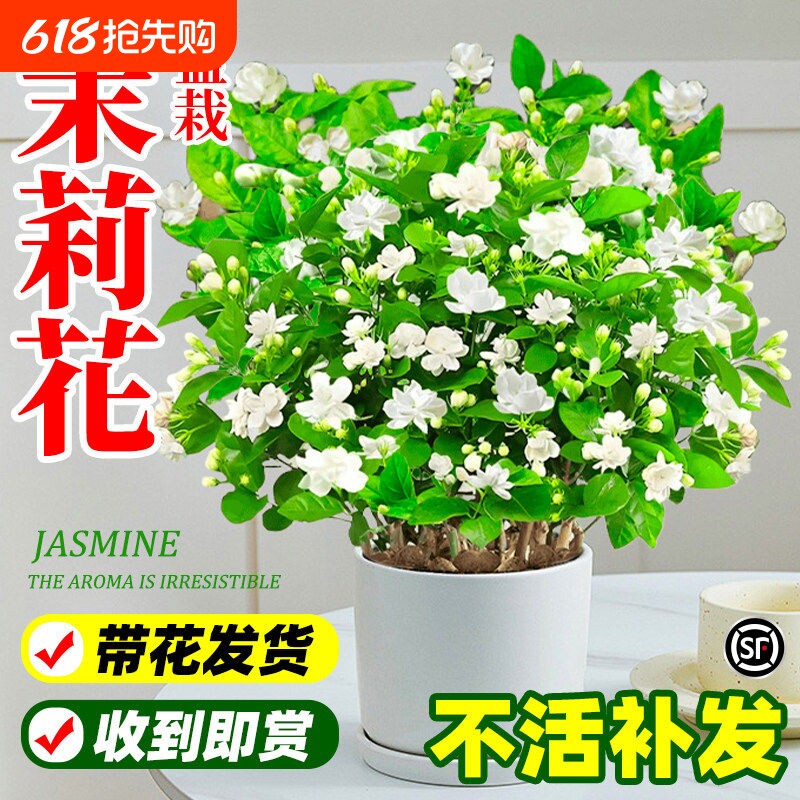 茉莉花盆栽阳台花卉带花苞老桩树苗驱蚊水培栀子花卉绿植室内好养