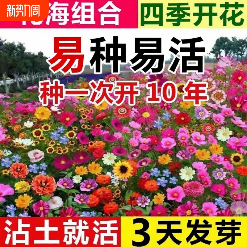 耐寒多年矮生四季波斯菊种子野花组合易种格桑花籽庭院室外百日草