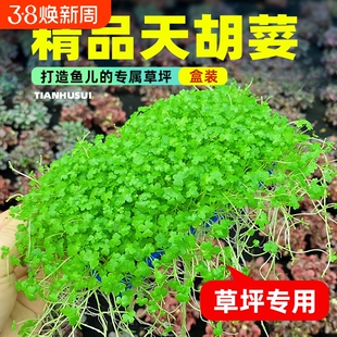 鱼缸天胡荽水草网片造景草坪专用爬地矮珍珠净水草生态水质无菌
