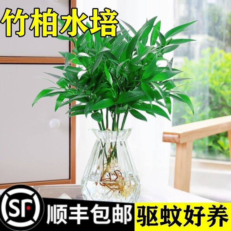 驱蚊竹柏水培植物大棵室内水养绿植花卉盆栽办公室桌面驱蚊草好养