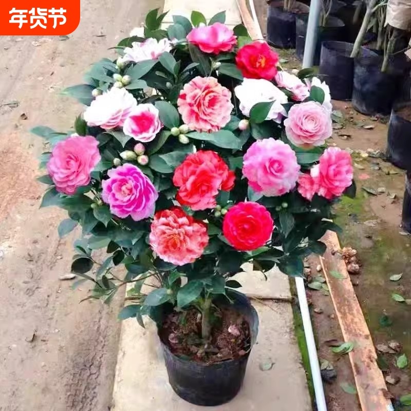 茶花树苗盆栽带花苞五色赤丹植物玫瑰花好养山茶花苗四季开花老桩,鲜花速递/花卉仿真/绿植园艺,时令草本花卉,淘宝优惠券,粉丝福利购,淘宝优惠卷