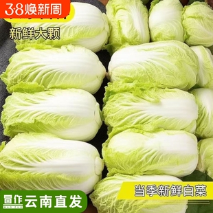 云南高原黄心小娃娃菜大白菜新鲜蔬菜包心菜黄心白菜脆甜沙拉蔬菜