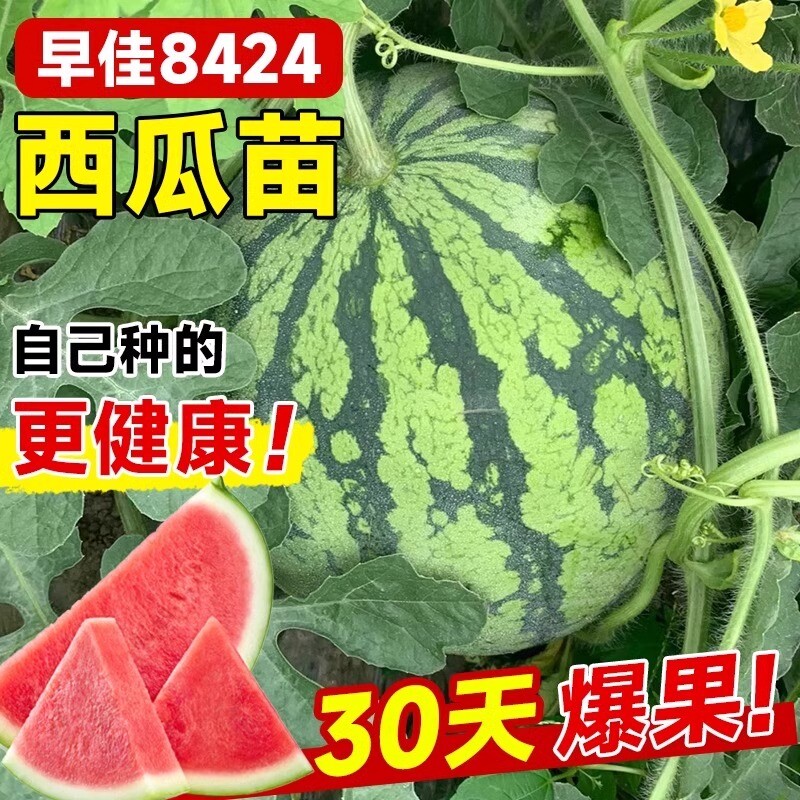 8424西瓜苗秧嫁接麒麟大西瓜盆栽种籽南方无籽西瓜水果蔬菜苗秧苗 - 实物图