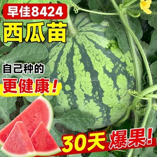 8424西瓜苗秧嫁接麒麟大西瓜盆栽种籽南方无籽西瓜水果蔬菜苗秧苗