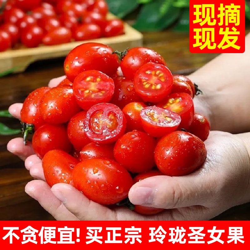 现摘露天千禧冰糖心圣女果