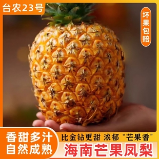 海南芒果凤梨台农23号芒果香小凤梨礼盒顺丰当季新鲜水果果园直发