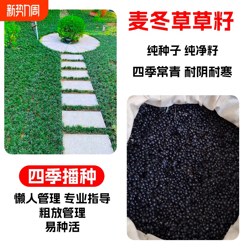 麦冬草草籽玉龙草日本矮麦冬草种籽细叶四季青麦冬籽庭院绿化种子
