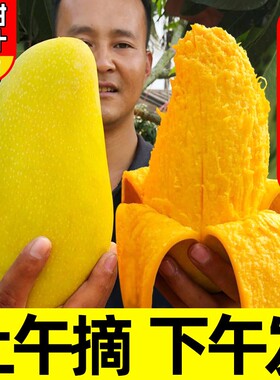 海南水仙金煌芒果精选品质更好吃