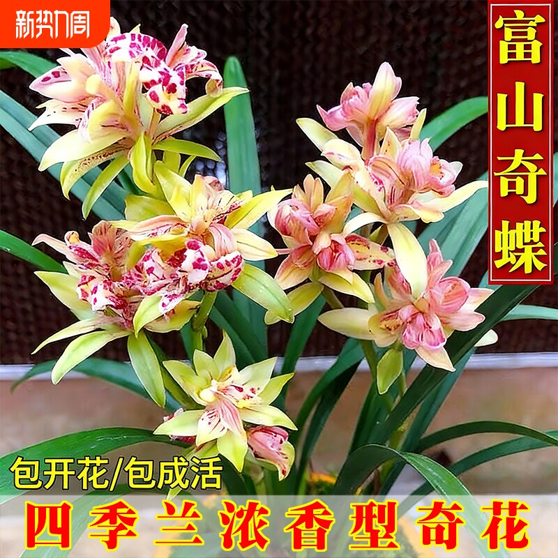 浓香四季建兰夏带花富山奇蝶兰花苗好养室内绿植花卉盆栽品种开花