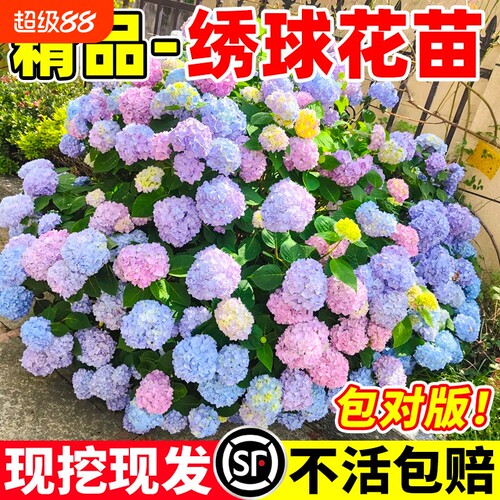绣球花苗无尽夏庭院阳台地栽老桩花卉花园绿植物绣球花盆栽带花苞