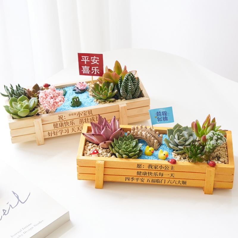 多肉植物组合盆栽含盆含土创意diy拼盘花盆肉肉植物室内绿植花卉