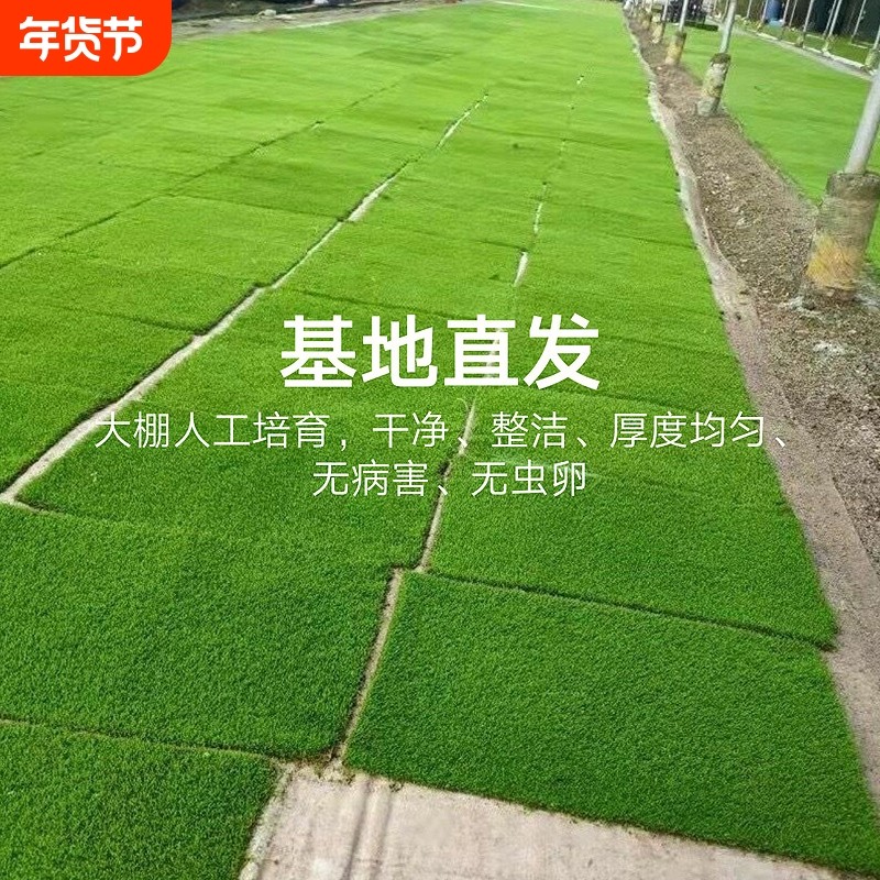 新鲜人工培育短绒苔藓鲜活纱布苔藓微景观造景室内盆景铺面青苔