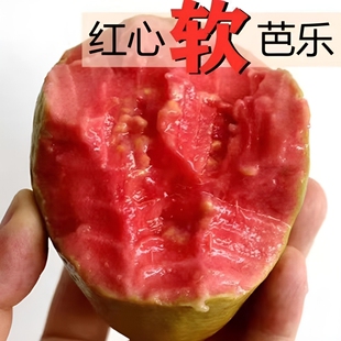 【软糯香甜】正宗红心番石榴新鲜水果香软芭乐软糯减脂水果芭乐