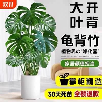 龟背竹客厅大盆栽老桩大型绿植