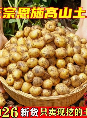 恩施小土豆土豆湖北批发迷你黄心新鲜高山蔬菜洋芋现挖马铃薯整箱