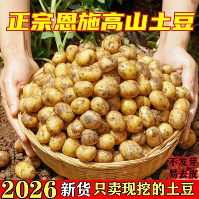 恩施土豆小土豆湖北批发迷你黄心新鲜高山蔬菜洋芋现挖马铃薯整箱