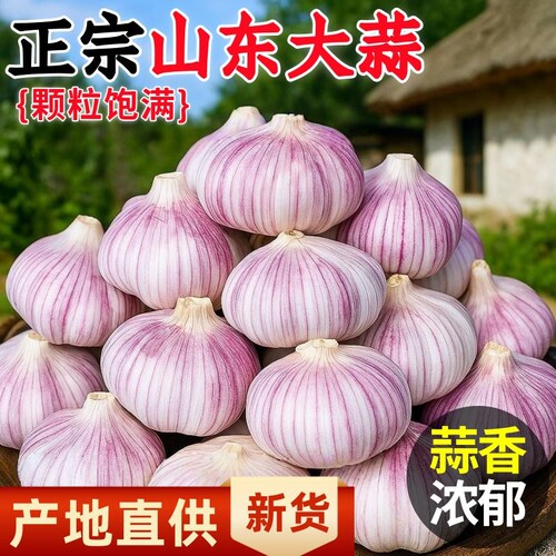 真新干蒜山东新大蒜2025新鲜大蒜头批发特大果生鲜鸡蛋年货节炒菜
