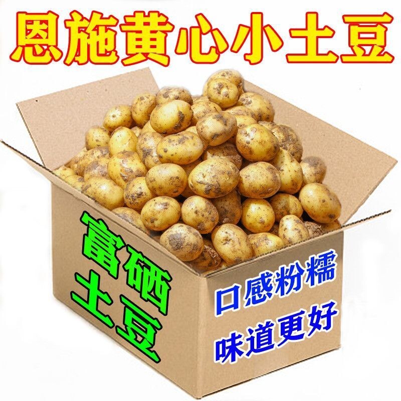 新鲜恩施富硒小土豆黄皮黄心土特产高山应季蔬菜洋芋软糯3/5/9斤