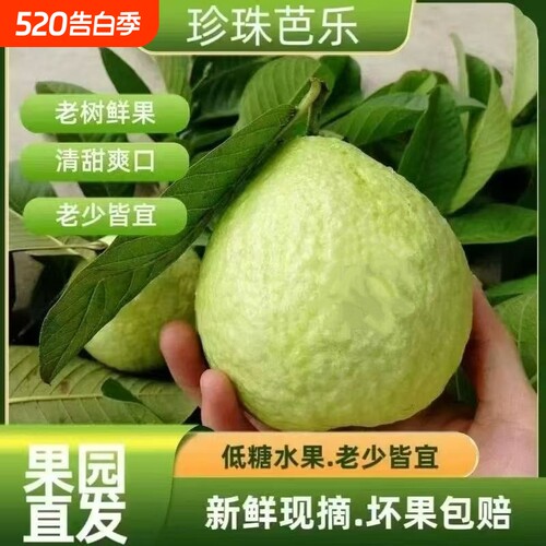 广东白心芭乐水果番石榴当季新鲜老树孕妇石榴红心果园鲜果现摘