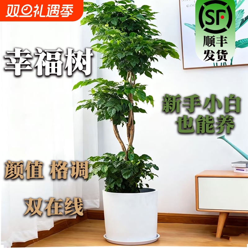 幸福树客厅盆栽大型老桩绿植室内办公室盆景除植物甲醛四季好养活