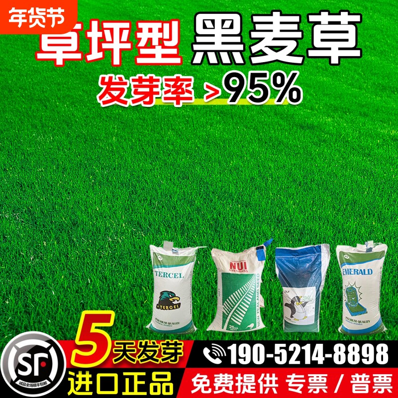 黑麦草种子多年生耐寒草坪草籽护坡固土四季常青工程绿化专用开花