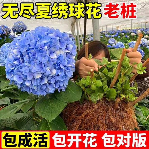 绣球花老桩无尽夏大苗耐寒花卉植物室外庭院地栽阳台盆栽重瓣花苗