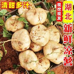 湖北新鲜白心地瓜凉薯现挖农家自种地萝卜清甜爽口应季蔬菜水果