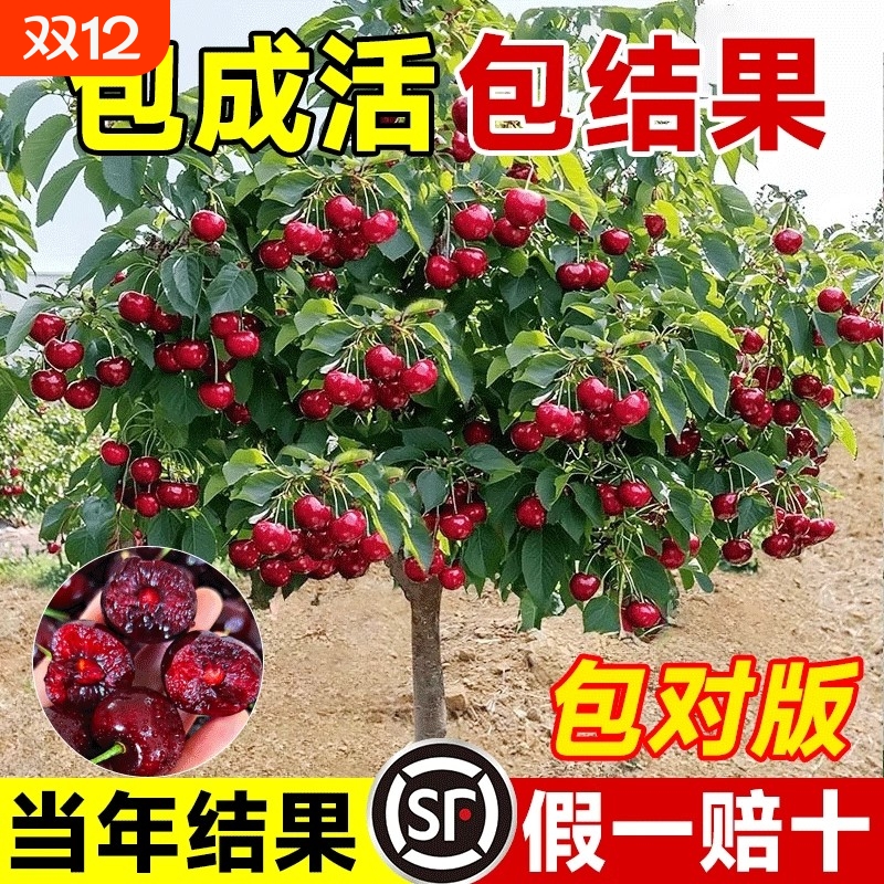 正宗车厘子树苗樱桃果树南北种植